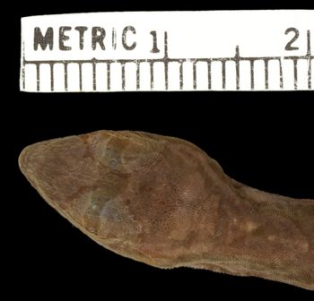 Media type: image;   Herpetology R-19305